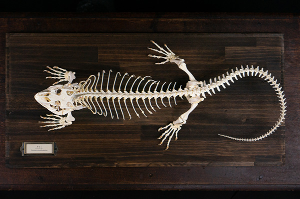 サバンナモニターの骨格標本