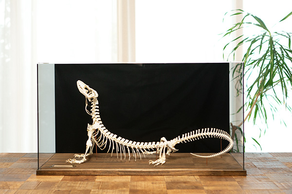 サバンナモニターの骨格標本