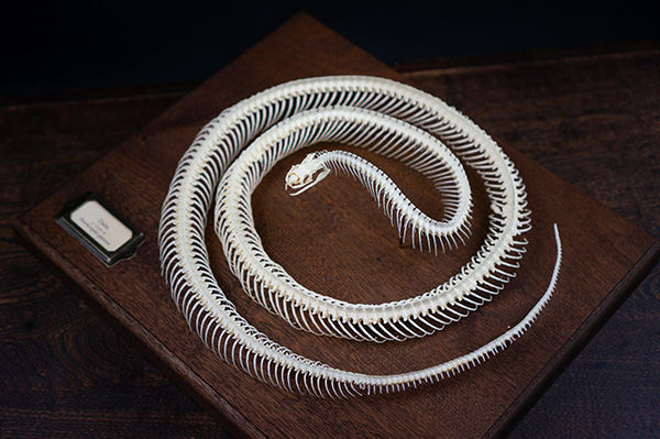 コーンスネークの骨格標本