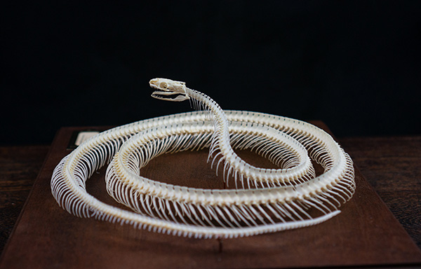 コーンスネークの骨格標本