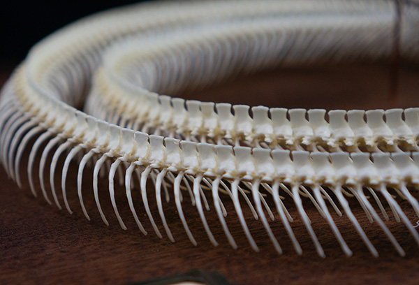 コーンスネークの骨格標本