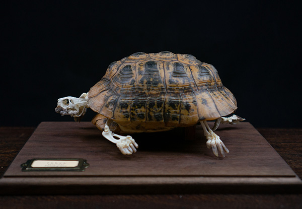 ギリシャリクガメの骨格標本