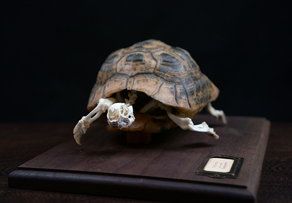 ギリシャリクガメの骨格標本