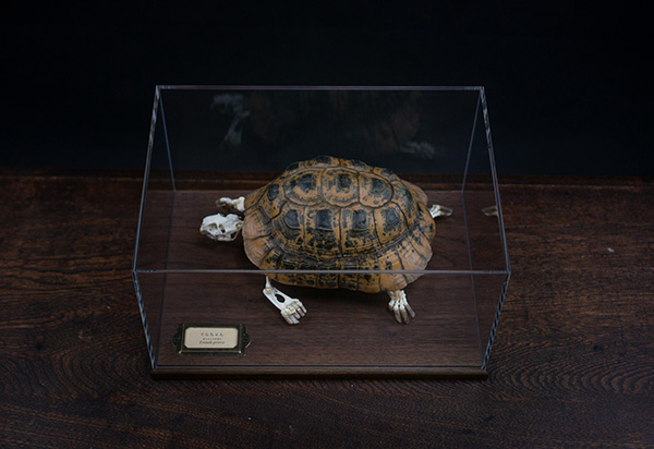 ギリシャリクガメの骨格標本