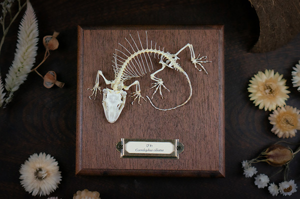 クレステッドゲッコーの骨格標本