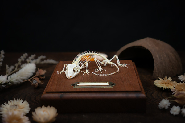 クレステッドゲッコーの骨格標本