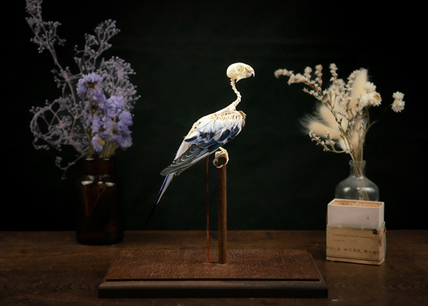 セキセイインコの骨格標本