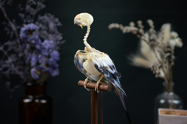 セキセイインコの骨格標本