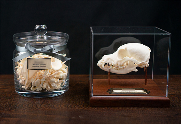 ミニチュアピンシャーの骨格標本