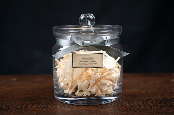 ミニチュアピンシャーの骨格標本