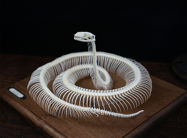 ボールパイソンの骨格標本