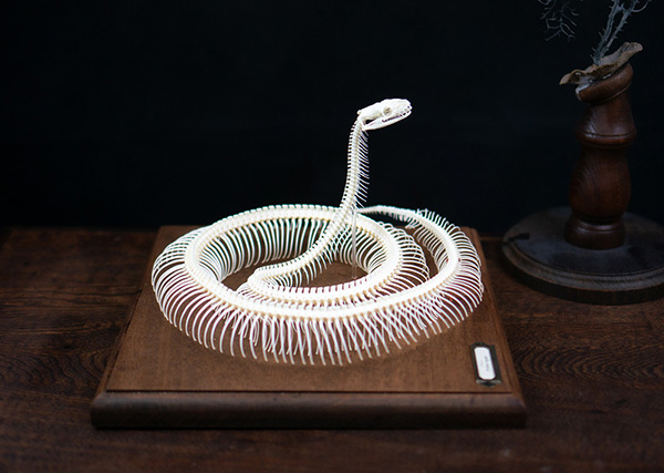 ボールパイソンの骨格標本