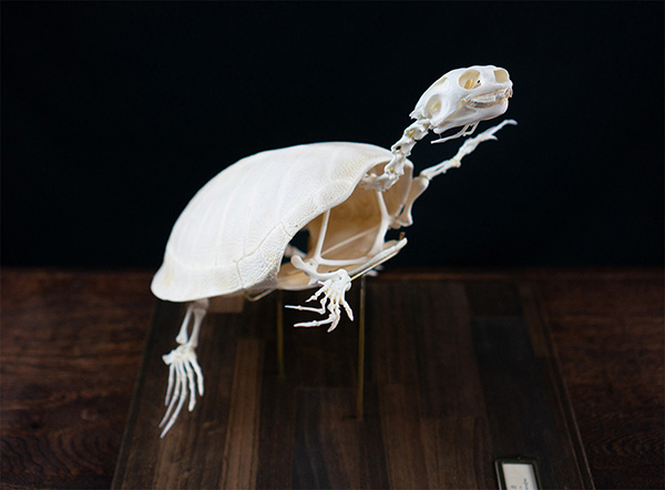 スッポンモドキの骨格標本