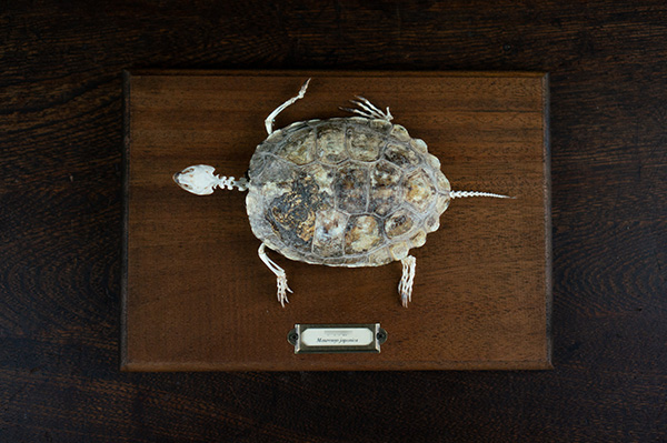 ニホンイシガメの骨格標本