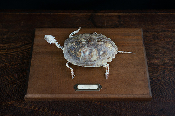 ニホンイシガメの骨格標本