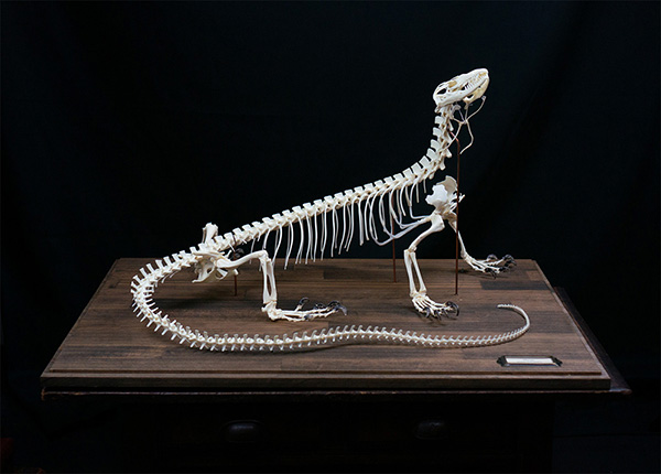 カミンギーモニターの骨格標本
