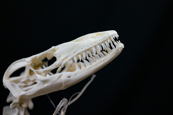 カミンギーモニターの骨格標本