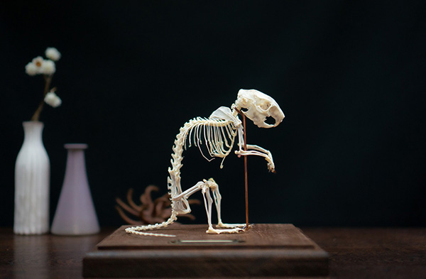 デグーの骨格標本