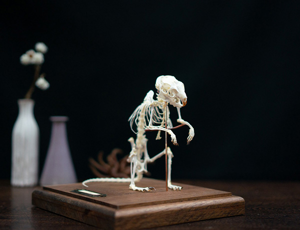 デグーの骨格標本