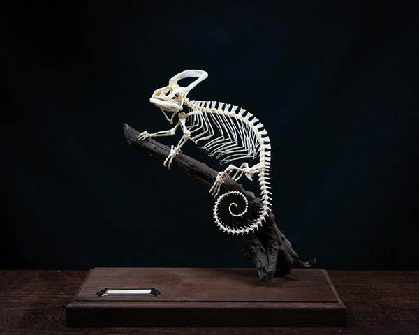 エボシカメレオンの骨格標本