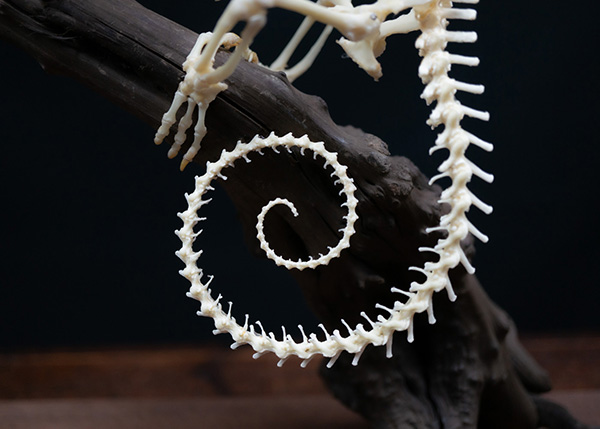 エボシカメレオンの骨格標本