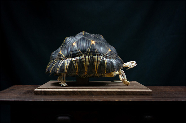 ホウシャガメの骨格標本