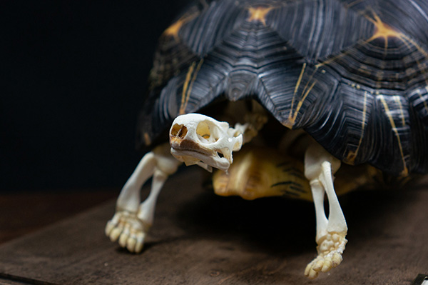 ホウシャガメの骨格標本