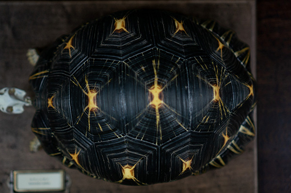 ホウシャガメの骨格標本