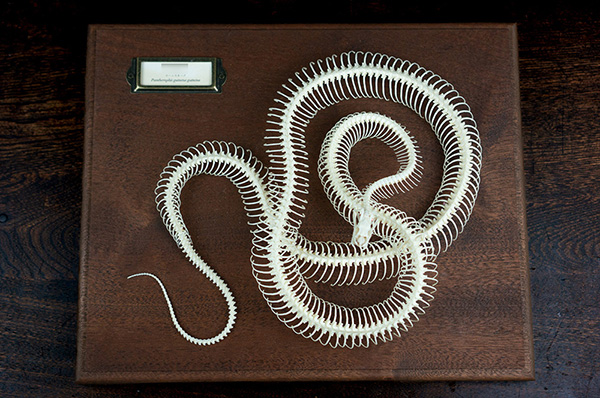 コーンスネークの骨格標本