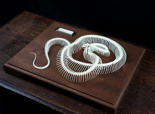 コーンスネークの骨格標本