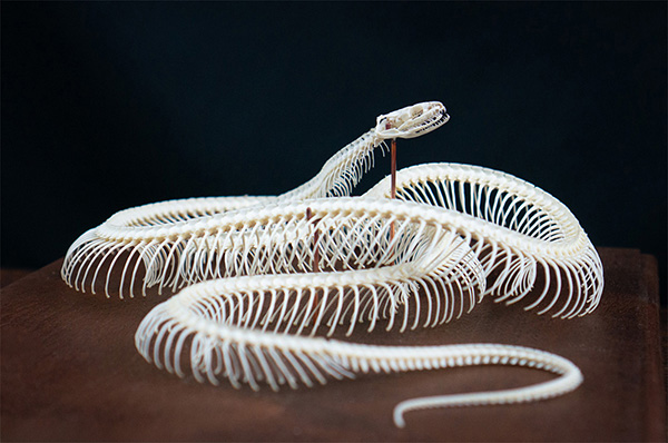 コーンスネークの骨格標本