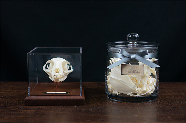 ネコの骨格標本