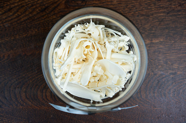 ネコの骨格標本