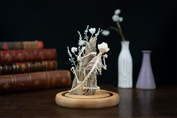 フクロモモンガの骨格標本