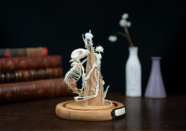 フクロモモンガの骨格標本