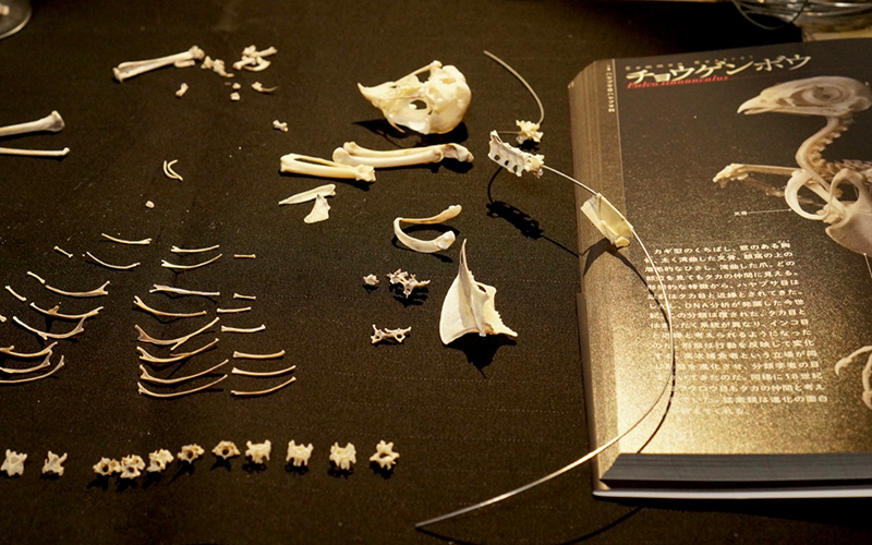 チョウゲンボウの骨格標本作製