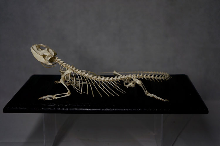 フトアゴヒゲトカゲの全身骨格標本