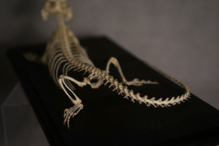 フトアゴヒゲトカゲの全身骨格標本