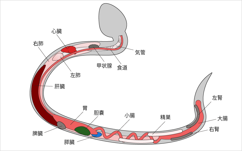 蛇の内臓の構造