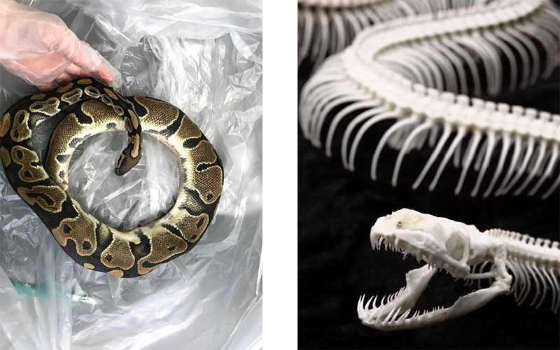 蛇の骨格標本製