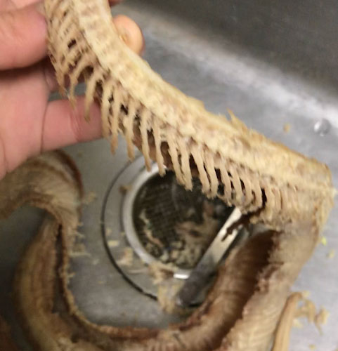 蛇の骨格標本製過程-徐肉
