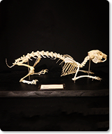 うさぎの骨格標本