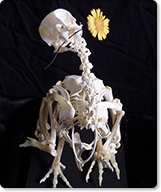 矮鶏の骨格標本