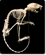 モモンガの骨格標本