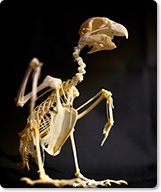 ヨウムの骨格標本