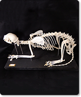 ネコの骨格標本
