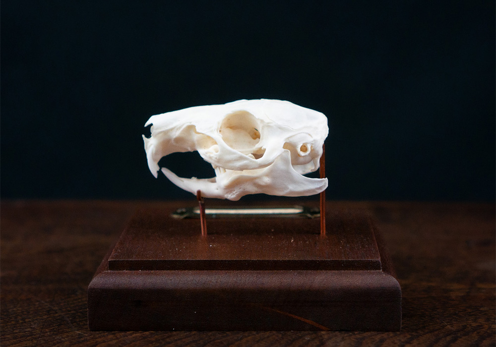 モルモットの頭骨