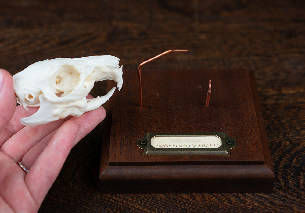 手に持ったモルモットの頭骨