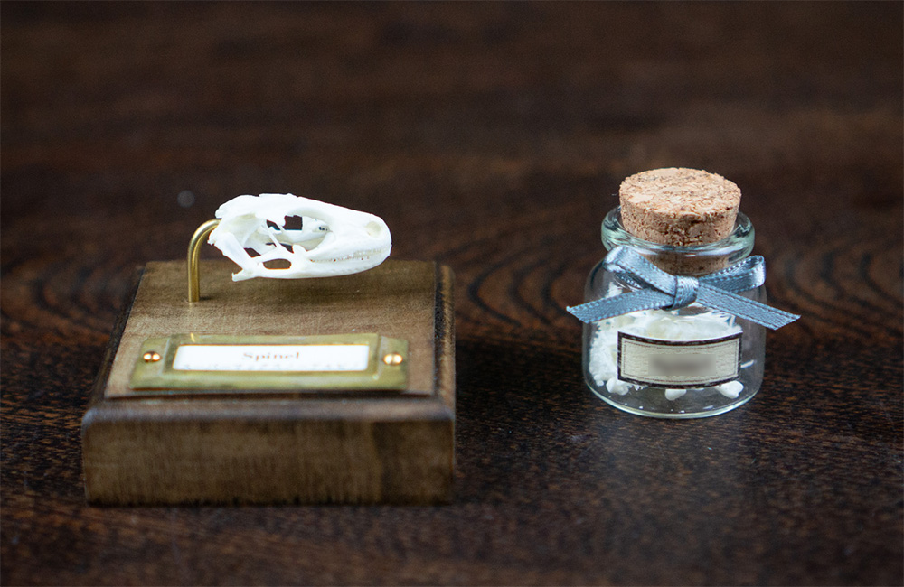 ラットの骨格標本