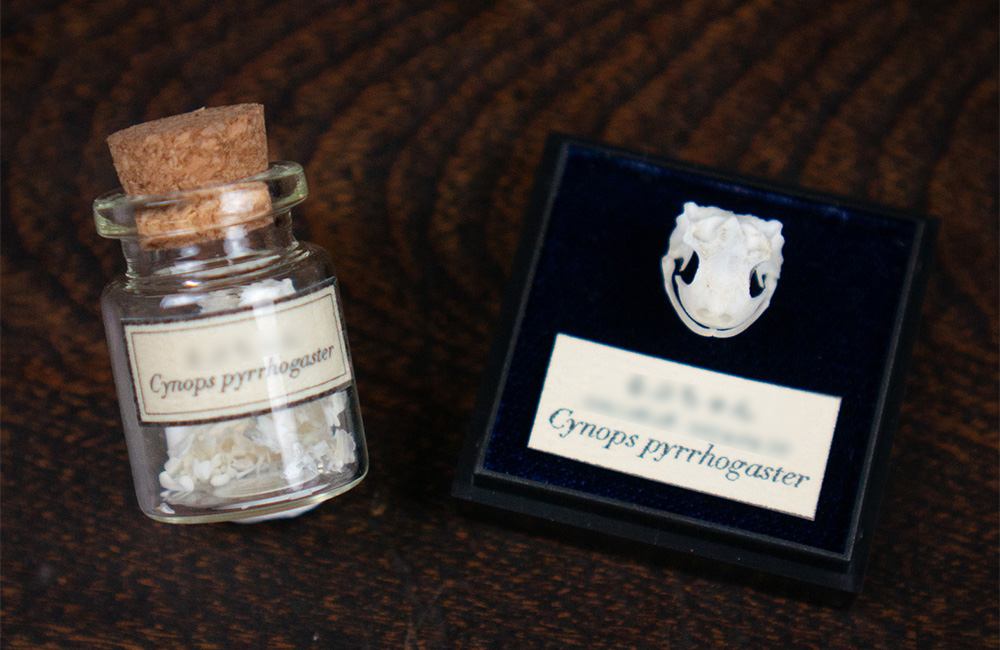 ラットの骨格標本 ケース付き